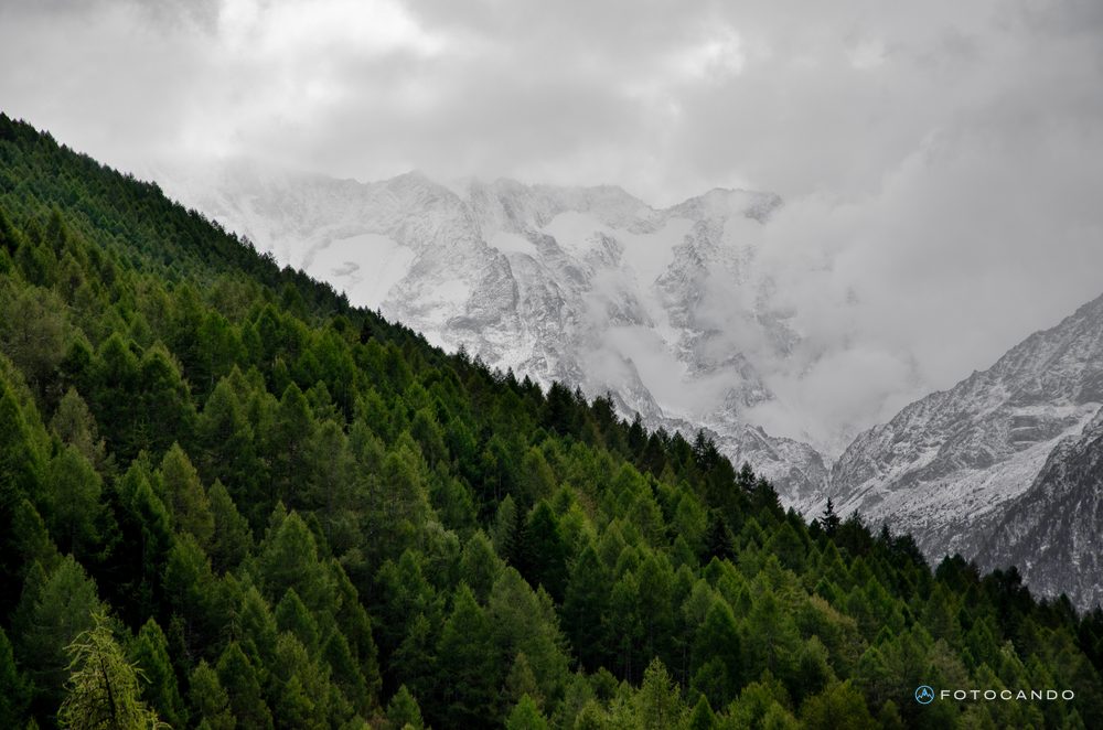 Larch forest beneath the glaciers, August 2020