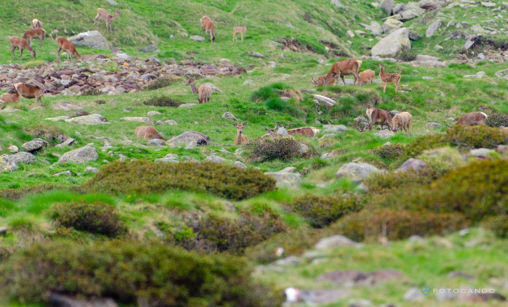 Herd of deer grazing, May 2021