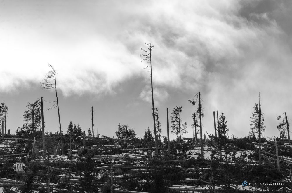Trees snapped by the Vaia storm, in black and white, December 2018